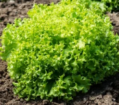Bio Pflücksalat 'Lollo Bionda', 6er Schale