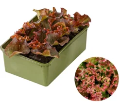 Bio Pflücksalat 'Lollo Rosso', 6er Schale
