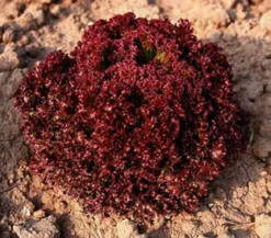 Bio Pflücksalat 'Lollo Rosso', 6er Schale