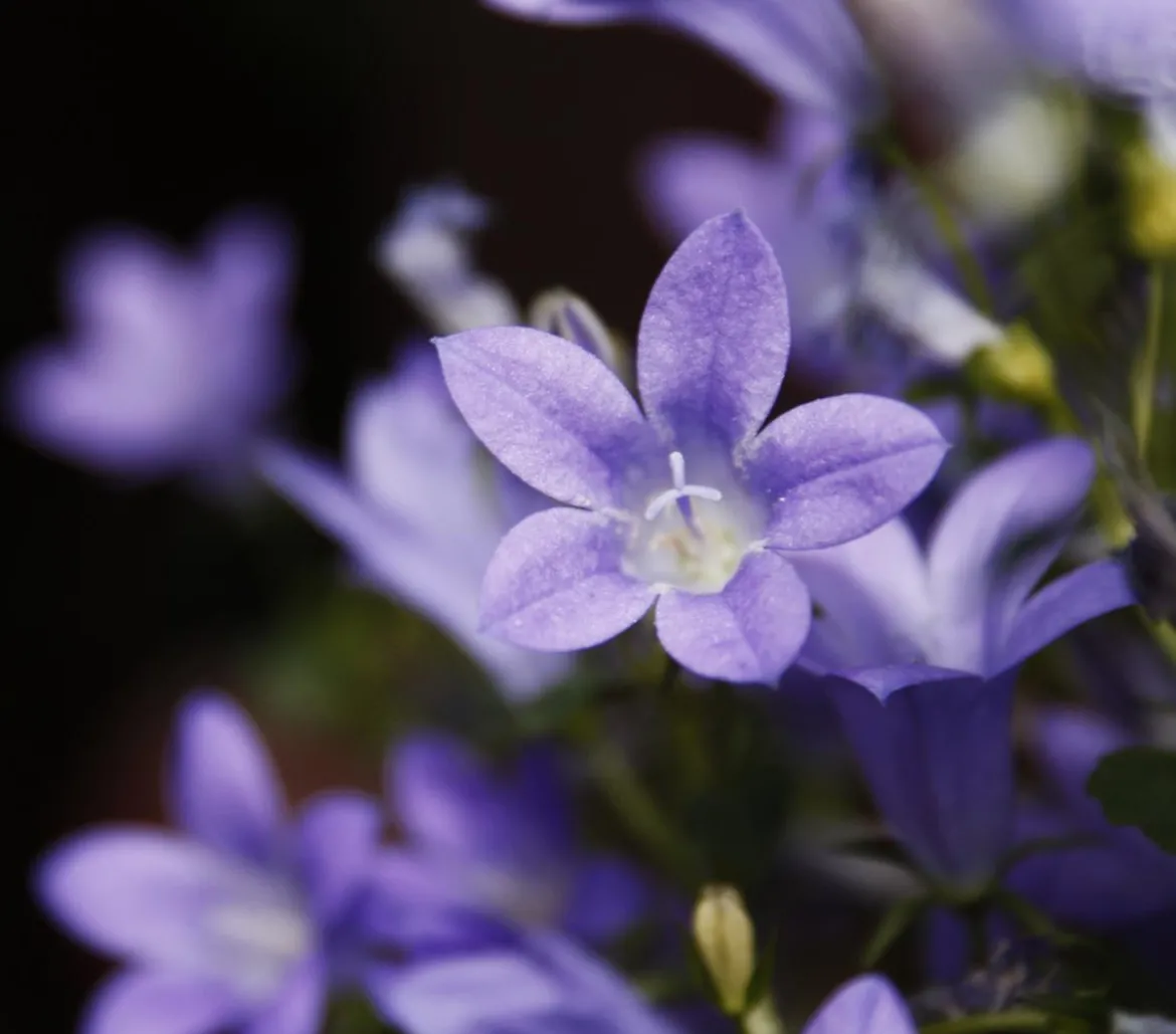 Bio Polster-Glockenblume