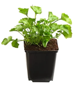 Bio Polster-Glockenblume