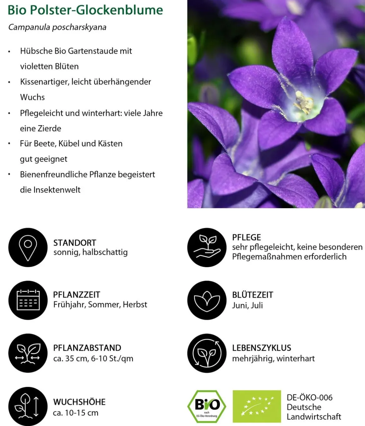 Bio Polster-Glockenblume