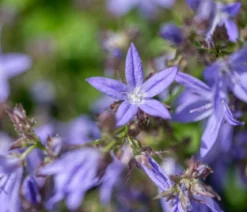 Bio Polster-Glockenblume