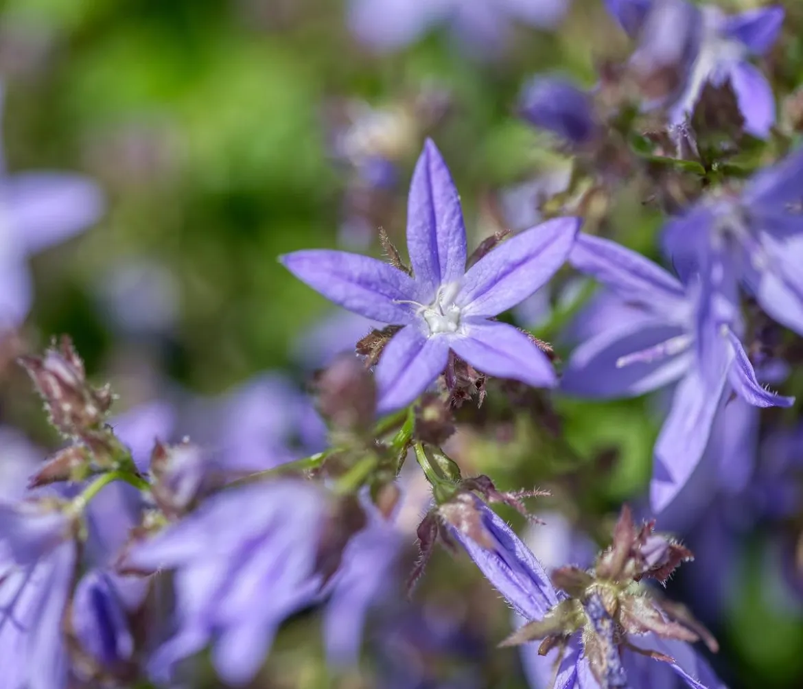 Bio Polster-Glockenblume