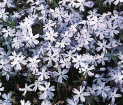 Bio Polster-Phlox 'Emerald Cushion Blue'