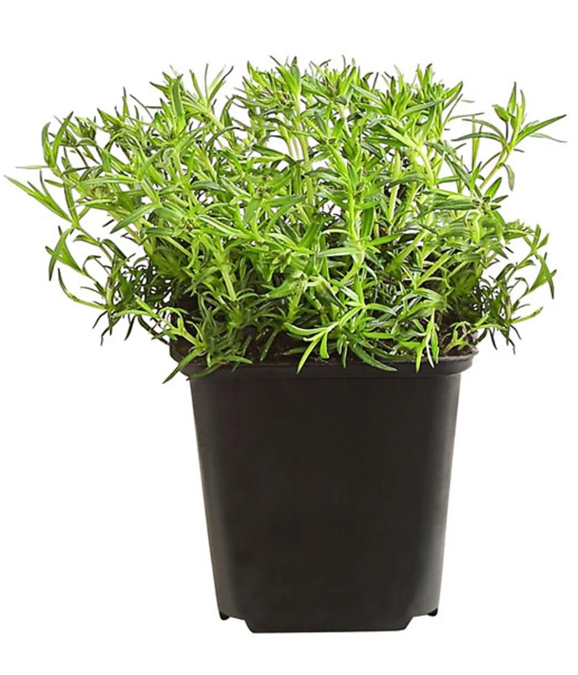 Bio Polster-Phlox 'Emerald Cushion Blue'
