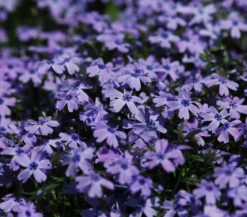 Bio Polster-Phlox 'Emerald Cushion Blue'