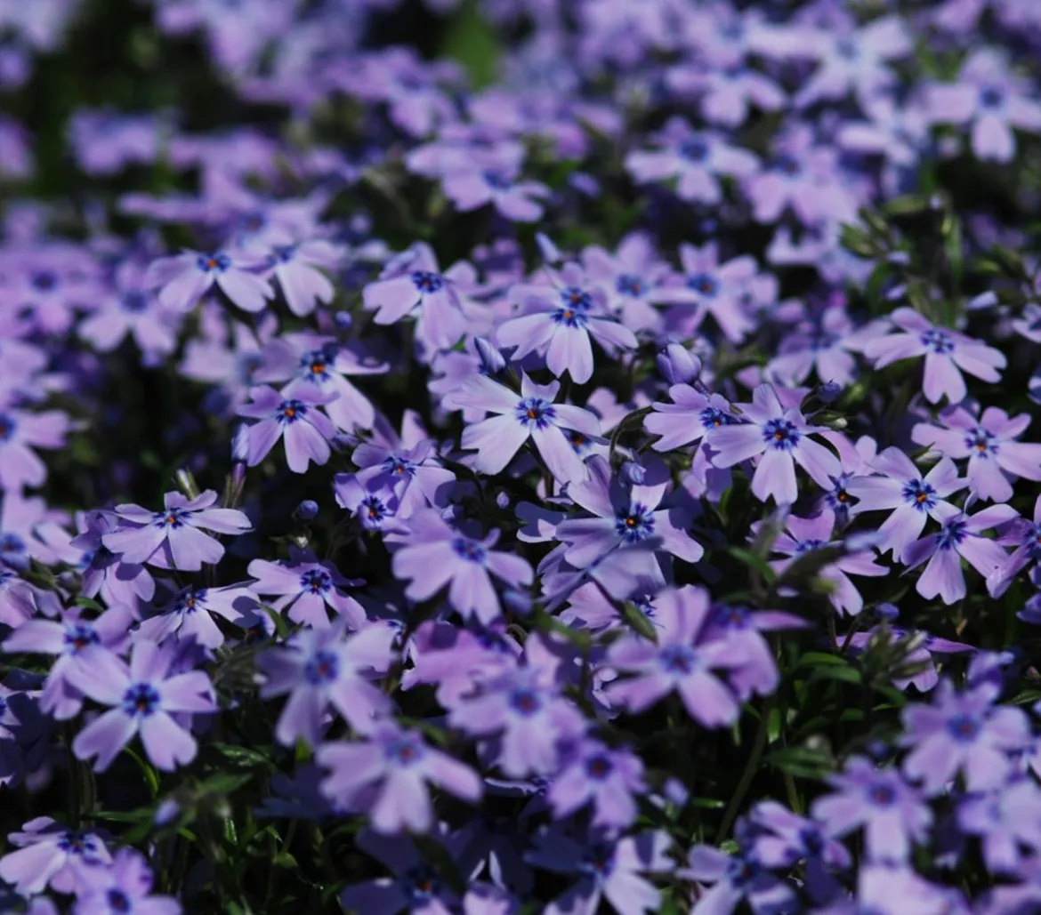 Bio Polster-Phlox 'Emerald Cushion Blue'