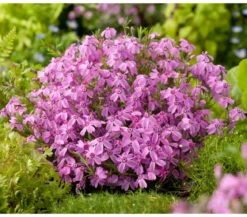 Bio Polster-Phlox 'McDaniel's Cushion'