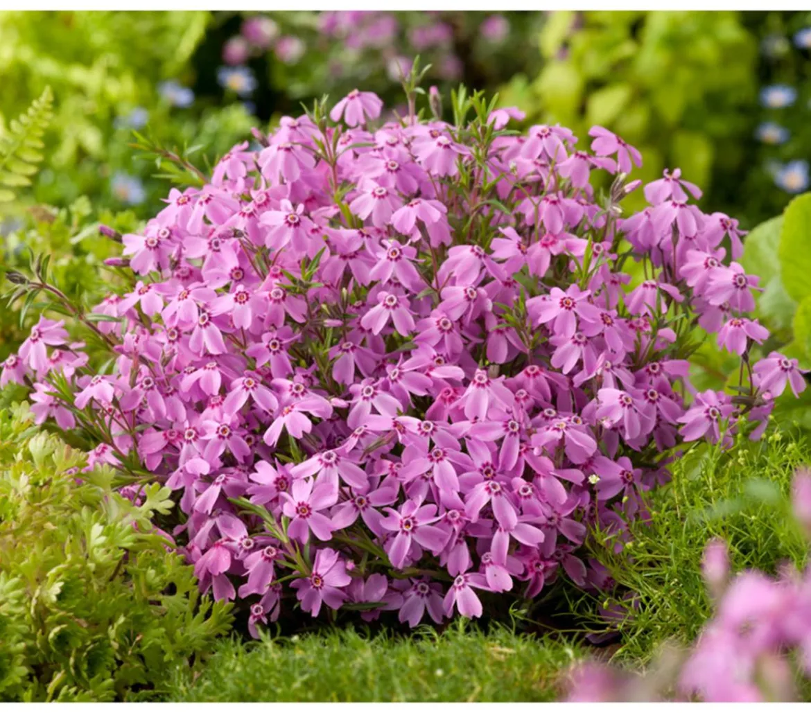 Bio Polster-Phlox 'McDaniel's Cushion'