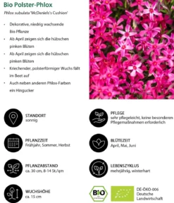 Bio Polster-Phlox 'McDaniel's Cushion'