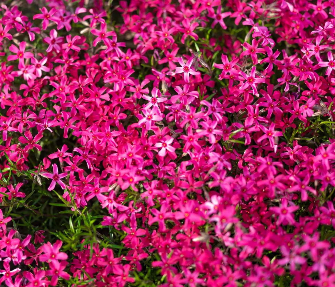 Bio Polster-Phlox 'McDaniel's Cushion'