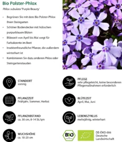 Bio Polster-Phlox 'Purple Beauty'