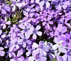 Bio Polster-Phlox 'Purple Beauty'