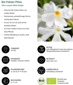 Bio Polster-Phlox 'White Delight'