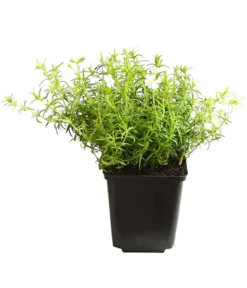 Bio Polster-Phlox 'White Delight'
