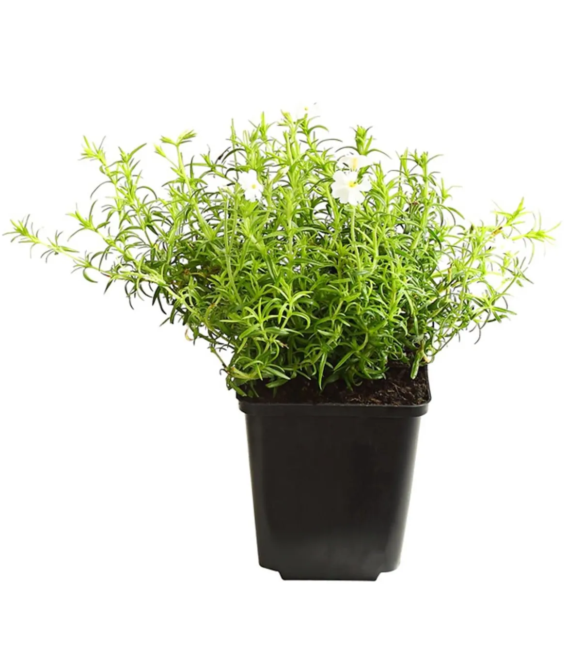 Bio Polster-Phlox 'White Delight'