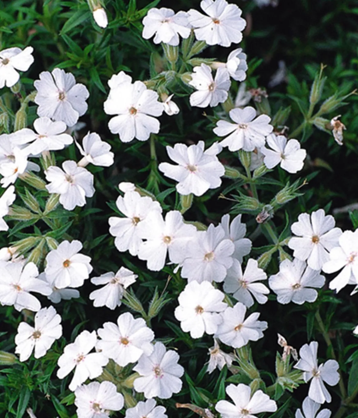 Bio Polster-Phlox 'White Delight'