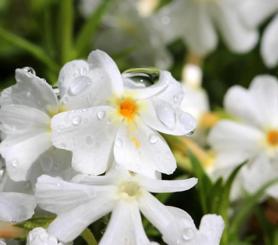Bio Polster-Phlox 'White Delight'