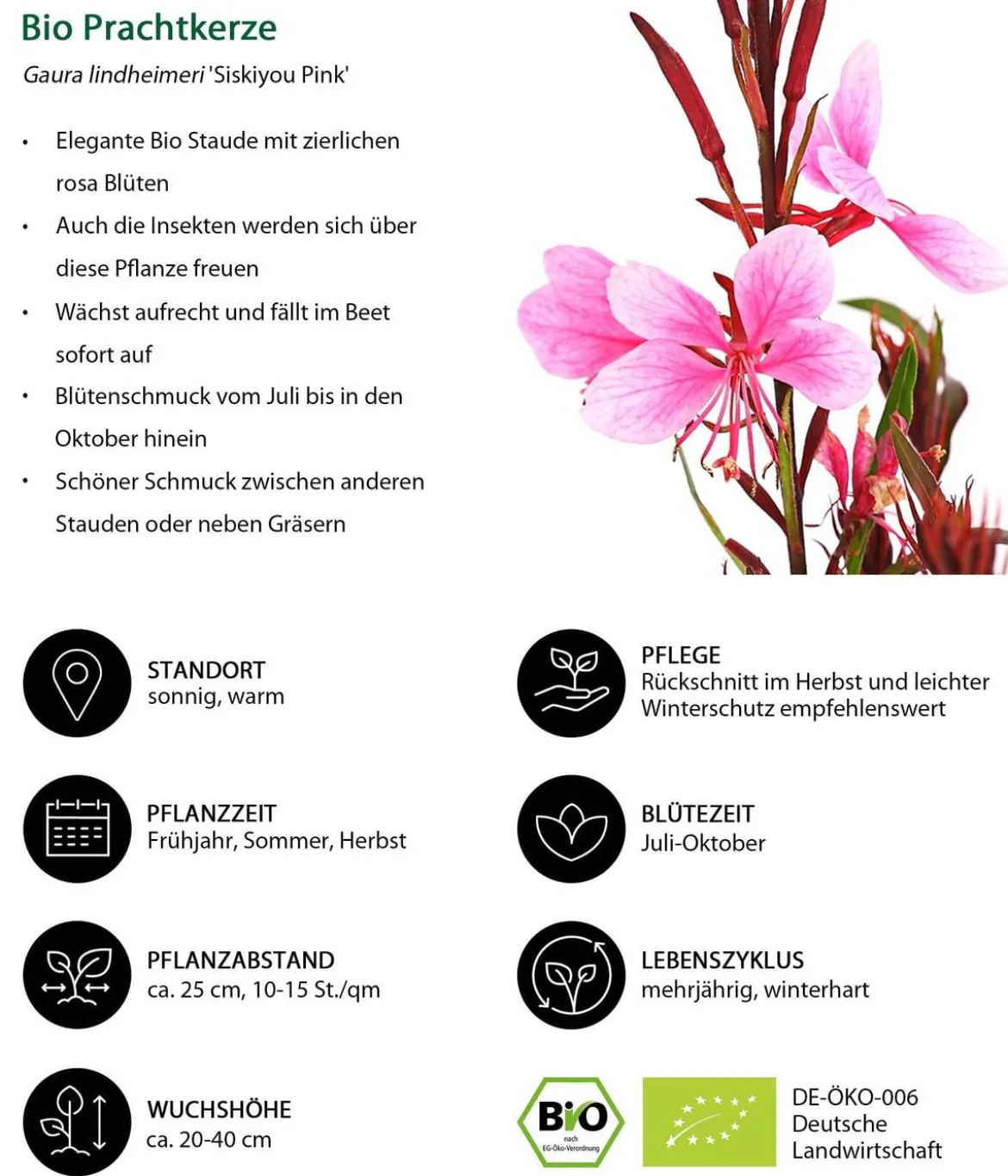 Bio Prachtkerze 'Siskiyou Pink'