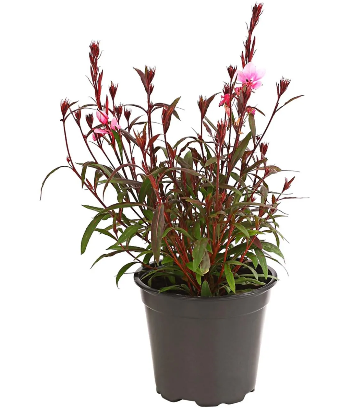 Bio Prachtkerze 'Siskiyou Pink'