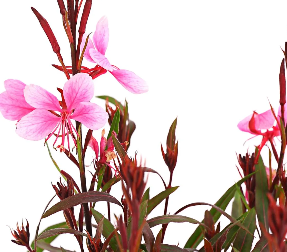 Bio Prachtkerze 'Siskiyou Pink'