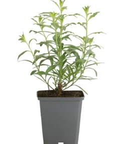 Bio Prachtkerze 'Whirling Butterflies'