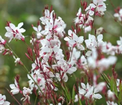 Bio Prachtkerze 'Whirling Butterflies'