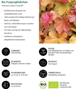 Bio Purpurglöckchen 'Caramel®'