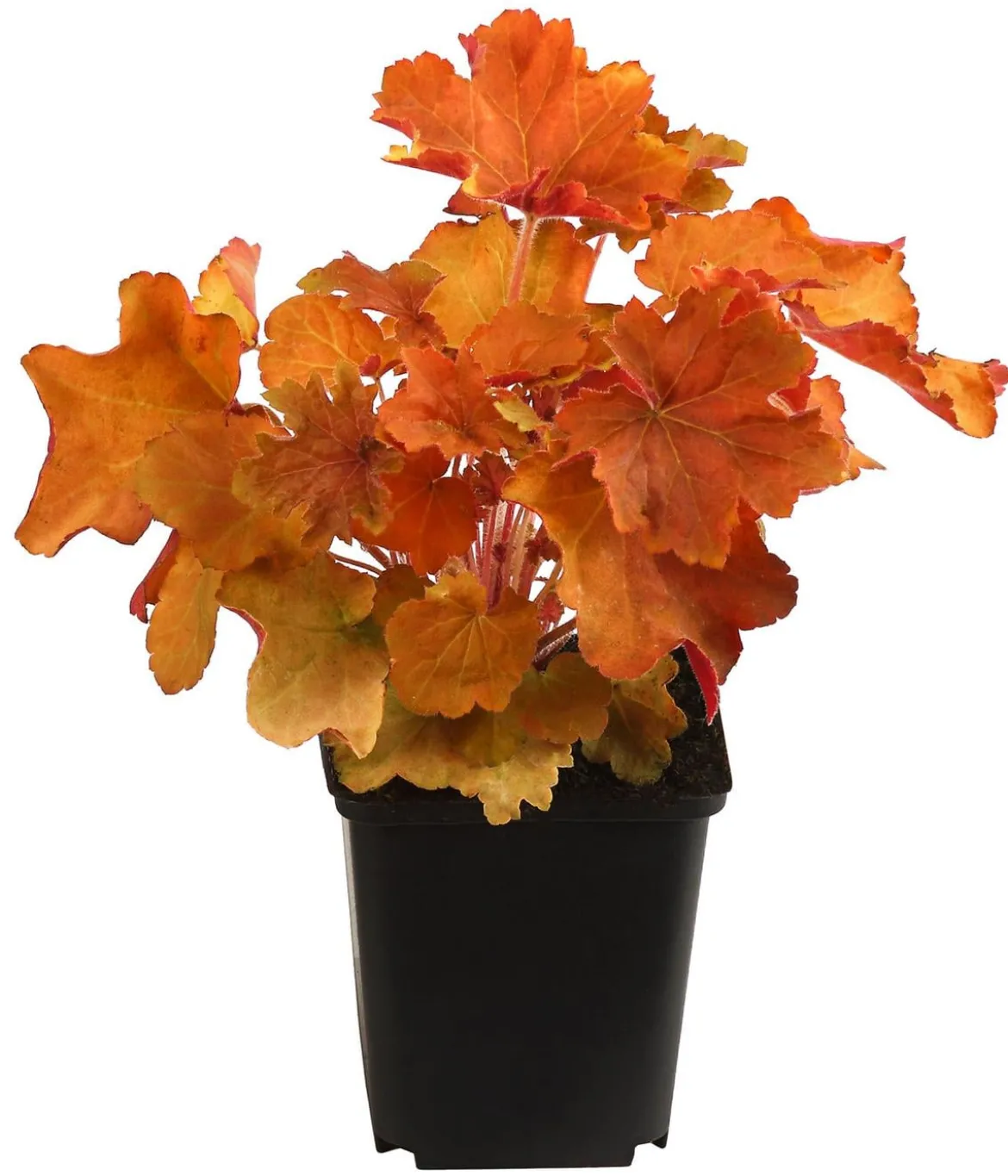 Bio Purpurglöckchen 'Caramel®'