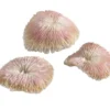 biOrb® Aquariumdeko Plattenkorallen, 3er-Set