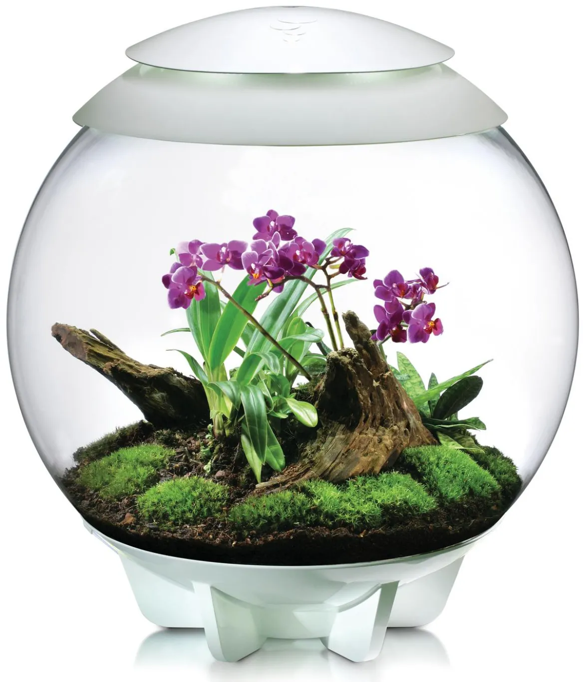 biOrb® Terrarium AIR 60