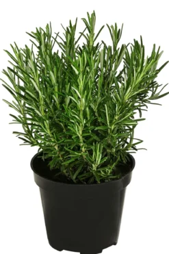 Bio Rosmarin