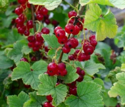 Bio Rote Johannisbeere 'Ribest® Lisette®'