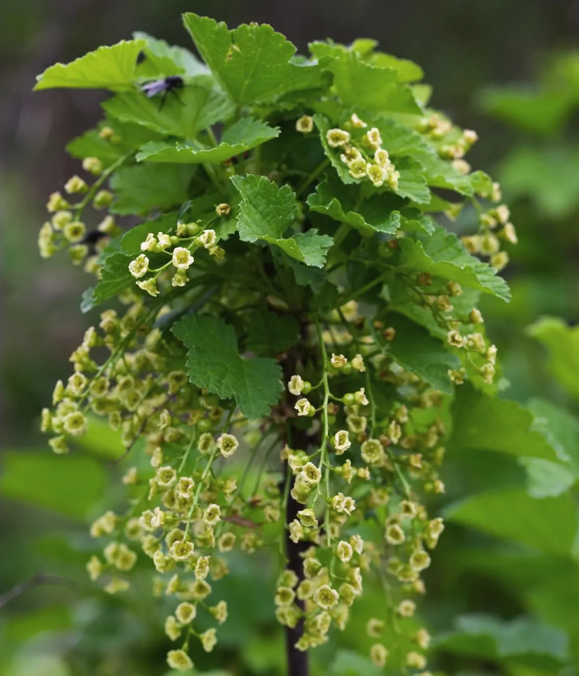 Bio Rote Johannisbeere 'Ribest® Lisette®'