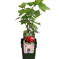 Bio Rote Johannisbeere 'Ribest® Lisette®'