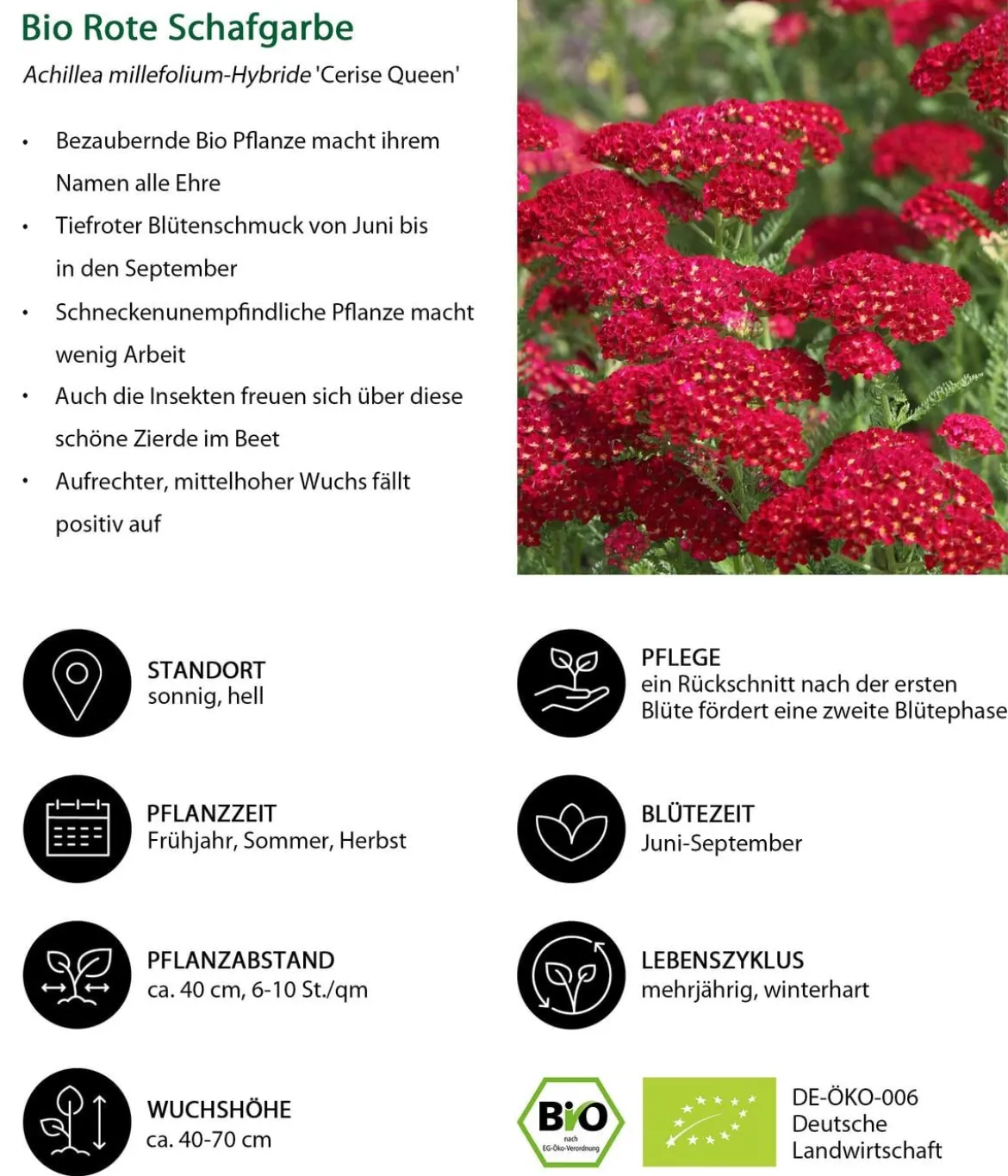 Bio Rote Schafgarbe 'Cerise Queen'