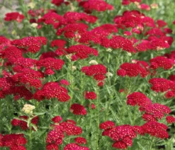 Bio Rote Schafgarbe 'Cerise Queen'
