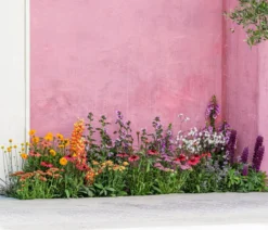 Bio Rote Schafgarbe 'Cerise Queen'