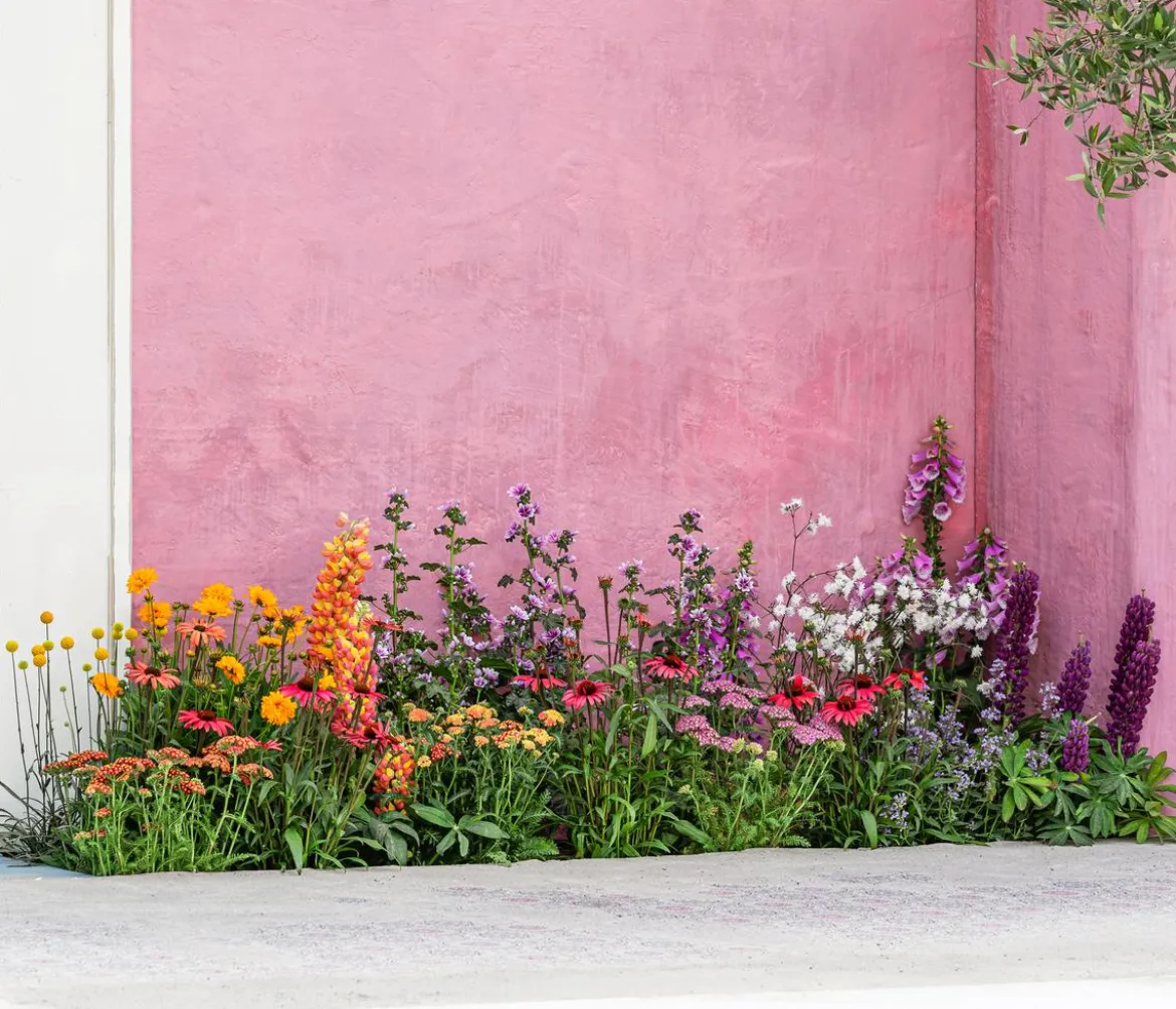 Bio Rote Schafgarbe 'Cerise Queen'