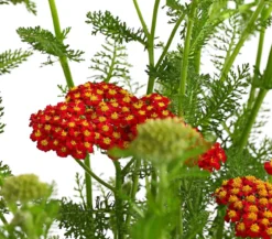 Bio Rote Schafgarbe 'Cerise Queen'