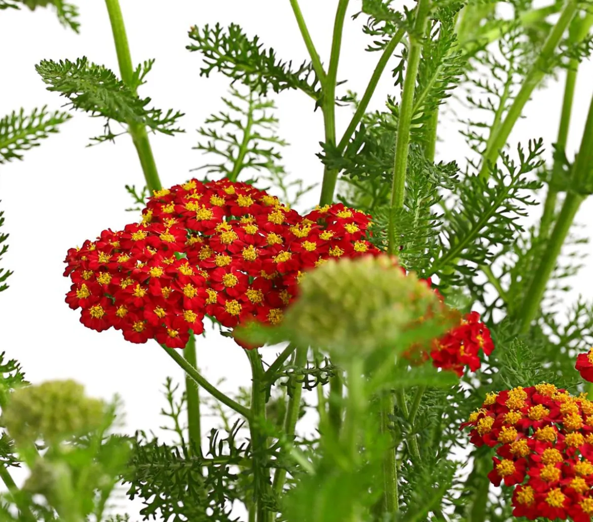 Bio Rote Schafgarbe 'Cerise Queen'