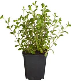 Bio Rotes Teppich-Seifenkraut