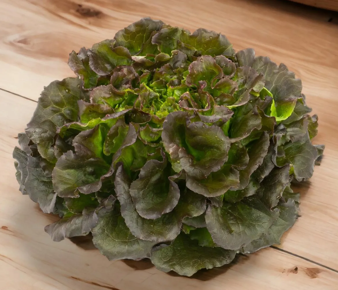 Bio Salanova® Batavia, 6er Schale