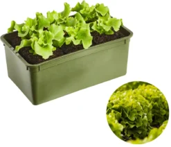 Bio Salanova® Batavia, 6er Schale