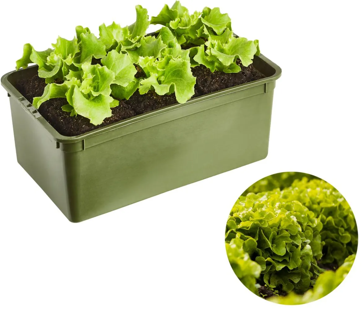 Bio Salanova® Batavia, 6er Schale