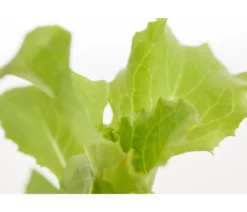 Bio Salanova® Batavia, 6er Schale