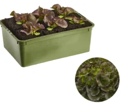 Bio Salanova® Batavia, 6er Schale