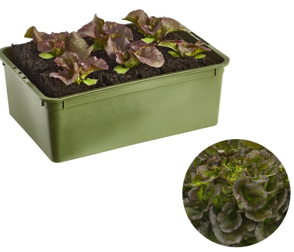 Bio Salanova® Batavia, 6er Schale