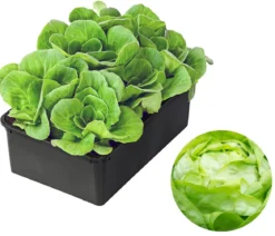 Bio Salanova® Kopfsalat, 6er Schale